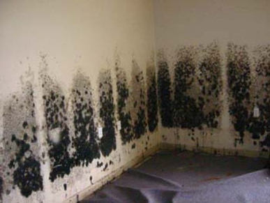 Mold and Mildew Removal Laurel,  MD